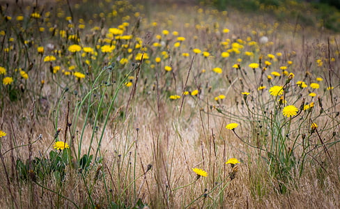 flowers, field, yellow, grass, nature, plant, yellow flower