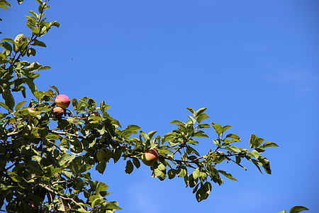 äppelträd, träd, gren, våren, trädgård, naturen, levande natur