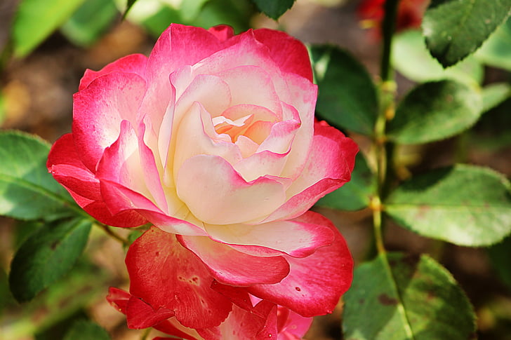 color de rosa, rojo blanco, flor, floración, Floribunda, jardín, verano