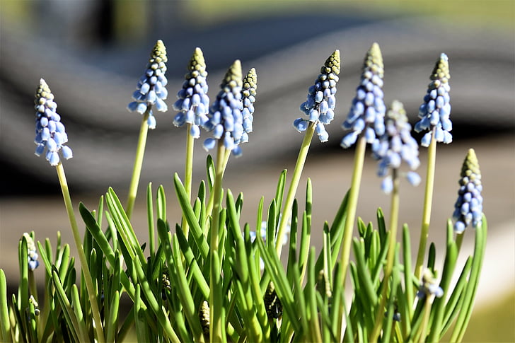 blomst, forår, hyacinth, blå, forårsblomst, Muscari, plante