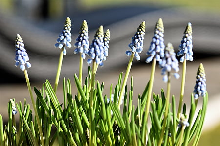 flor, primavera, Jacint, blau, flors de primavera, Poesía, planta