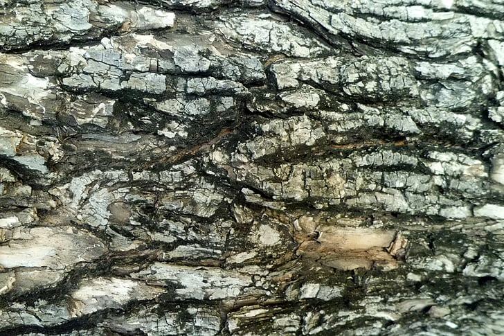 escorça d'arbre, esquerdes, natura, textura