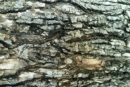 Stromová kůra, praskliny, Příroda, textura