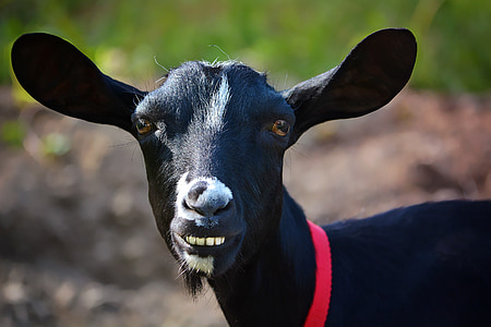 коза, животните, бозайници, ферма, животински свят, дива природа фотография, Черно и бяло