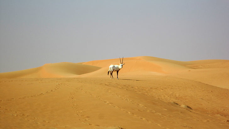 Дубай, пустыня, Орикс, Верблюд, Дюна, животное, Африка