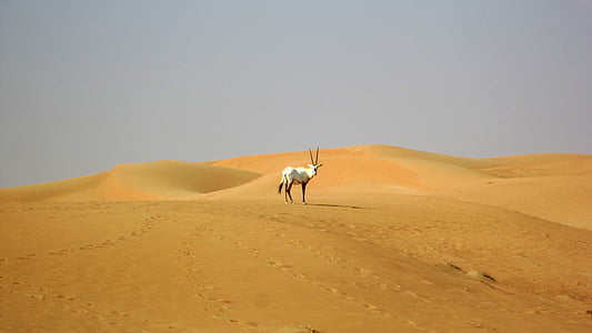 두바이, 사막, 오릭스, 낙 타, 모래 언덕, 동물, 아프리카