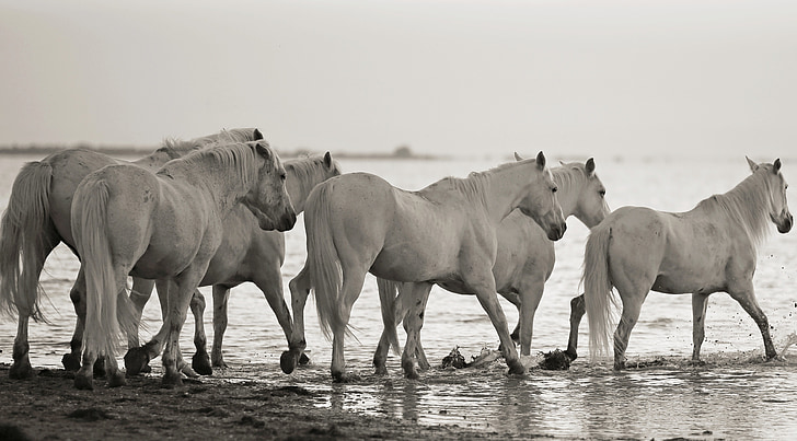 кон, грива, еднокопитни, бял кон, Конна езда, животни, стадо