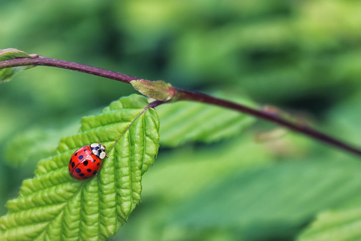 Mariquita, Ladybird, natura, insecte, error, escarabat, l'estiu