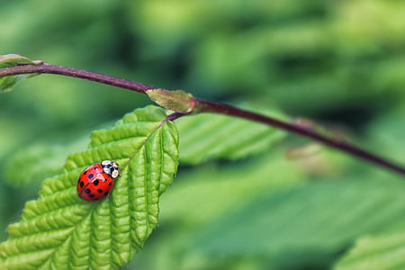 bọ rùa, Ladybird, Thiên nhiên, côn trùng, lỗi, bọ cánh cứng, mùa hè
