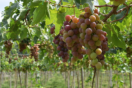 grapes, vineyard, vine, wine, leaves, cluster, red wine