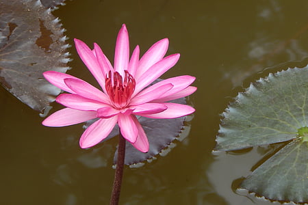 Lily, merah lily air, Lal shapla, Lal kamal, raktakamal, Nilofar, Nymphaea rubra