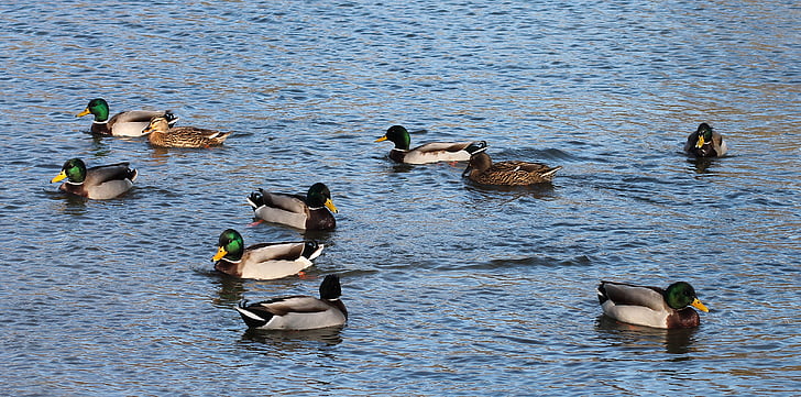ducks, and, water, lake, birds, swimming birds, swimmer