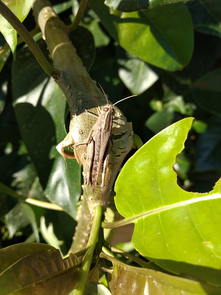 grasshopper, nature, insect, leaf
