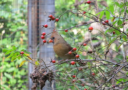 cardinal, northern, female, redbird, wildlife, bird, perched