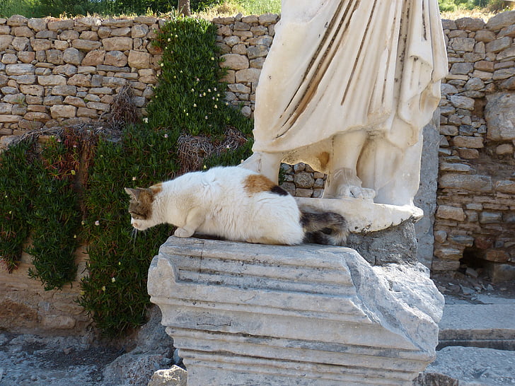 kat, dyr, mieze, nysgerrig, sidde, killing, Efesos