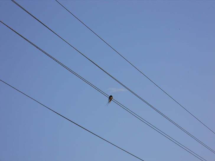 silhouette, bird, wire, sky, blue sky, alone, birds