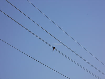 剪影, 鸟, 电线, 天空, 蓝蓝的天空, 孤独, 鸟类