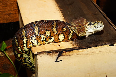 serpientes, terrario, serpientes pitón alfombra, reptil, cabezas de serpiente, serpientes de árbol, animales