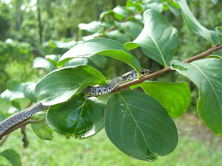 serpiente de Jarretera, serpiente, serpiente, reptil, animal, flora y fauna