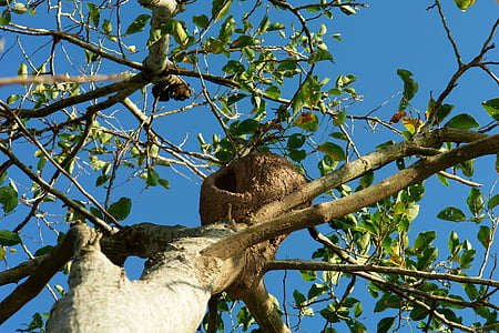 nest, ave, bird, tree, rufous hornero, wild, nature