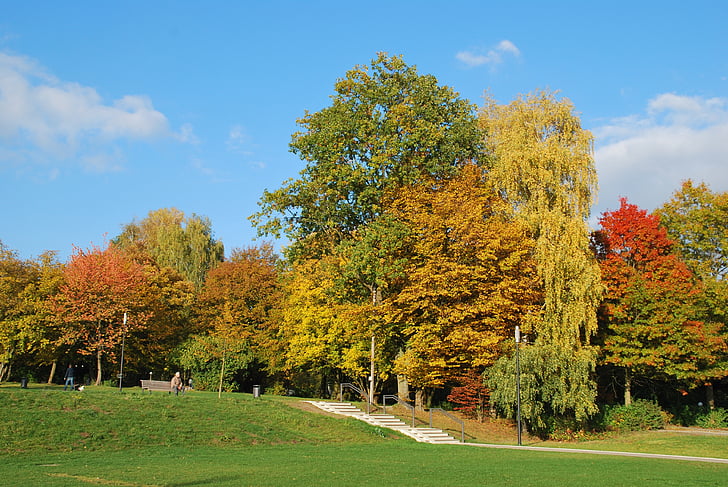 jesień, kolorowe, pozostawia, Spadek liści, drzewa, Kolor, Jesienny nastrój