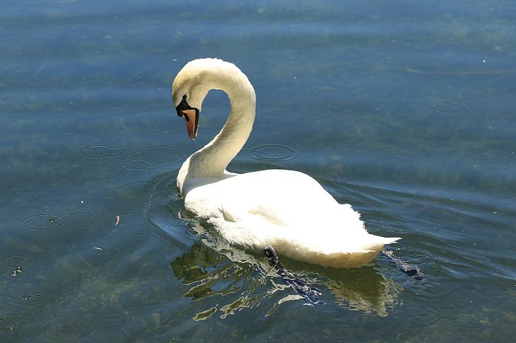 Swan, fågel, vatten, fjäder, näbb, vit