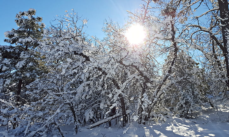 neve, inverno, Sunshine, freddo, bianco, natura, paesaggio