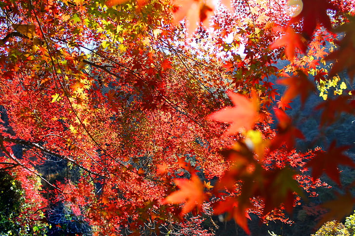 fulles de tardor, tardor, Japó, canvi, natura, fulla, vermell