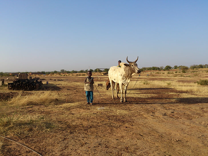 ouahigouya, Burkina faso, krava, rad, upornost, 45 stupnjeva, pustinja