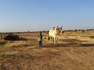 Ouahigouya, Burkina faso, krowa, pracy, wytrwałość, 45 stopni, Pustynia