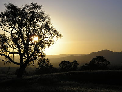 sunset, eucalyptus, mountains, nature, outdoors, australia