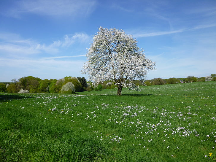 Lonely, albero, prato, primavera, paesaggio, fiore bianco