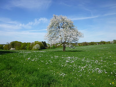 solitaire, arbre, Meadow, printemps, paysage, fleur blanche