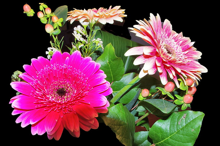 Gerbera, flores, Fucsia, -de-rosa, folhas, bagas, folhagem