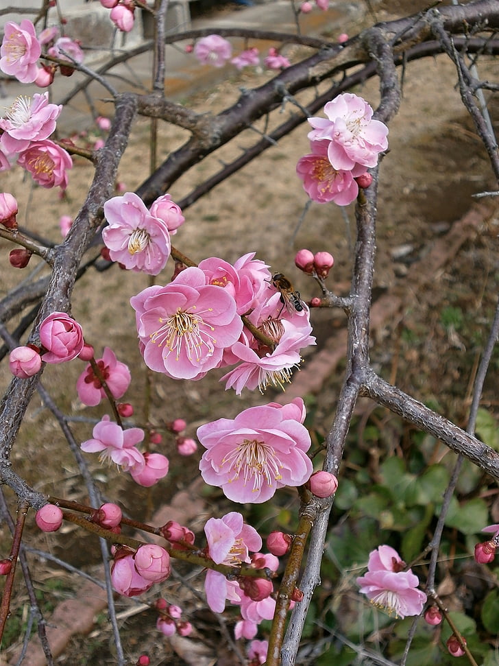 plum, red plum, plum blossoms, spring, pink, flowers and insects, bee