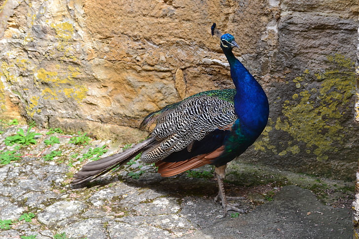 Peacock, con chim, động vật, con chim màu xanh
