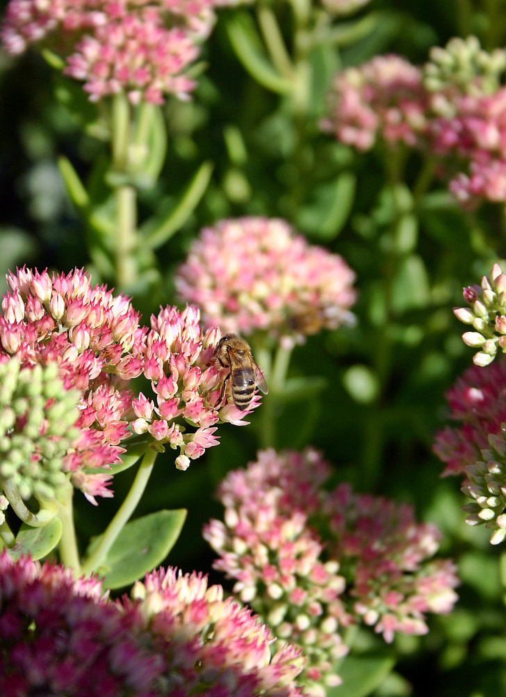 lebah, lebah madu, serangga, Blossom, mekar, bunga, merah muda