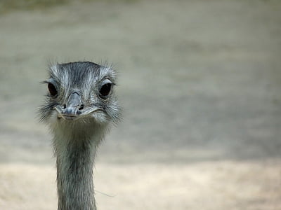 emu, bird, wild, head, sweet