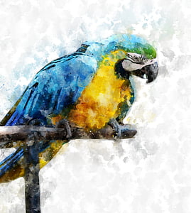 Papoušek, pták, zvíře, Papoušek, barevné, světlé, Fauna