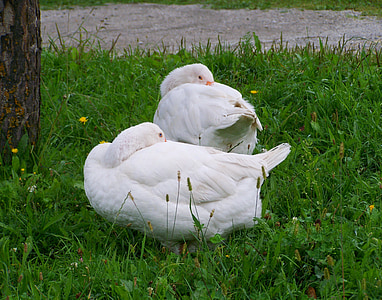 gansos brancos, gansos domésticos, aves de capoeira, descanso