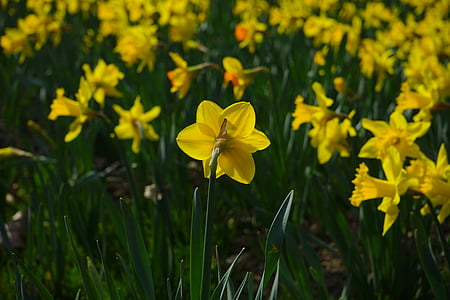 Narcissus pseudonarcissus, Daffodil, bunga, Blossom, mekar, kuning, musim semi