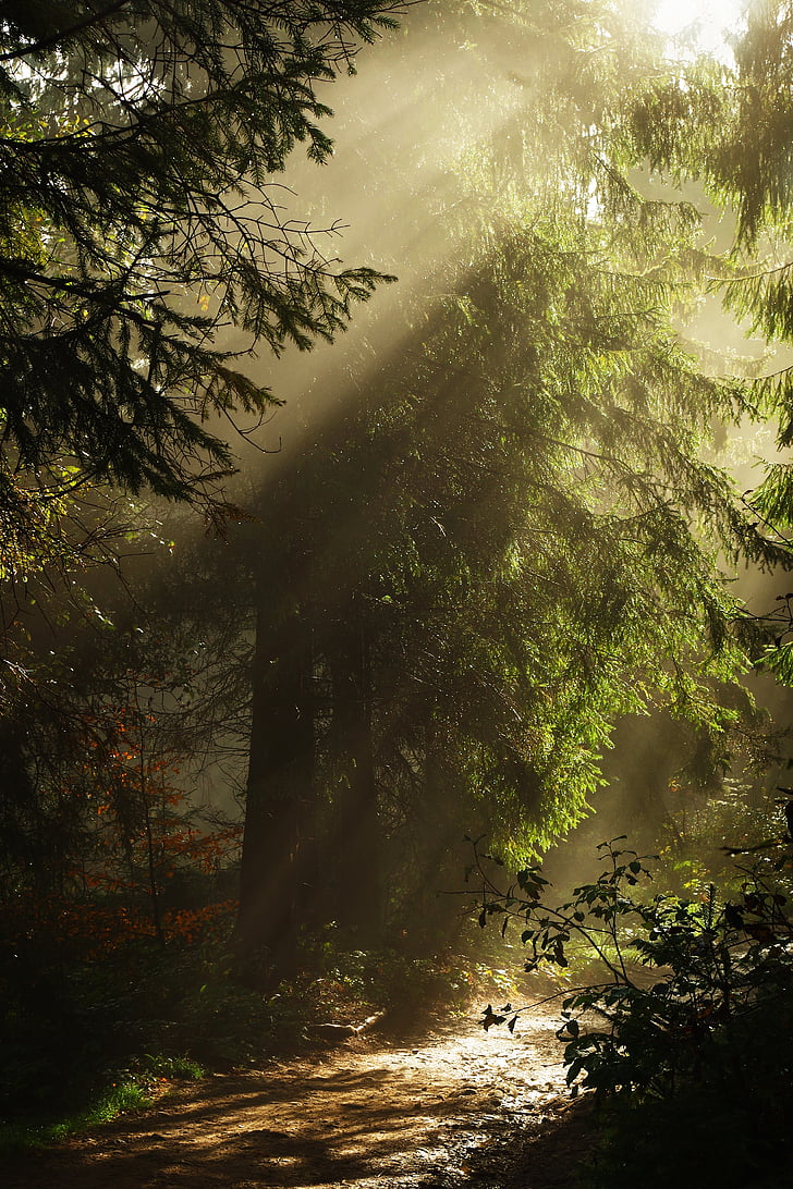 ліс, туман, Сонце, промені, гори, стежка, дерево