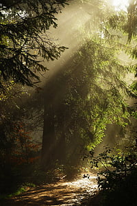 Wald, der Nebel, die Sonne, die Strahlen, Berge, Trail, Baum