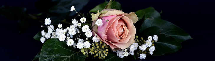ruža, cvijet, cvatu, cvijet, ruže cvatu, gypsophila, romantična