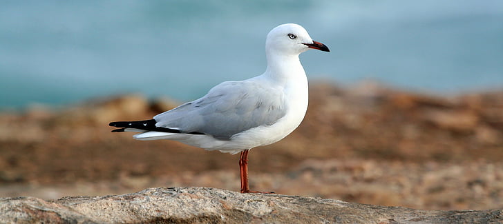 Blanco, gris, Seagull, tierra, durante el día, Paloma, pájaro