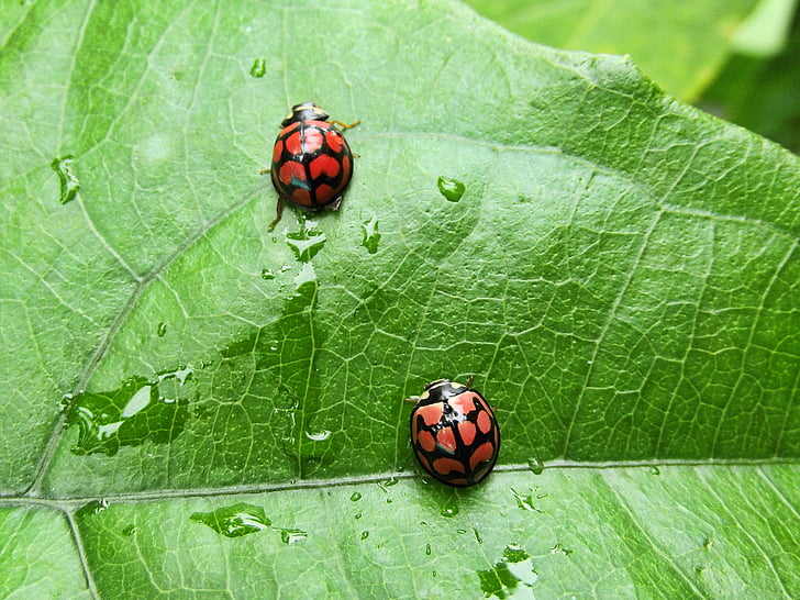 insects, ladybirds, ladybird, close-up, leaf, green, nature
