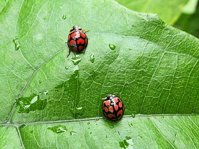 rovarok, katicabogár, Katica, közeli kép:, levél, zöld, természet