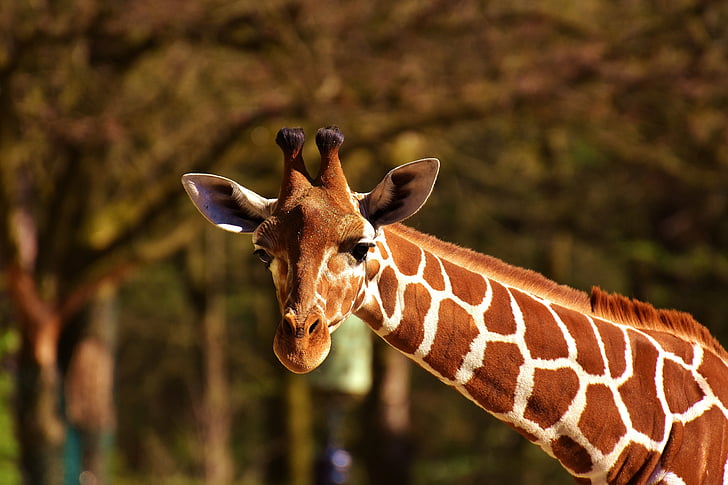 girafa, animal selvagem, manchas, jibe longo, animais, África, jardim zoológico
