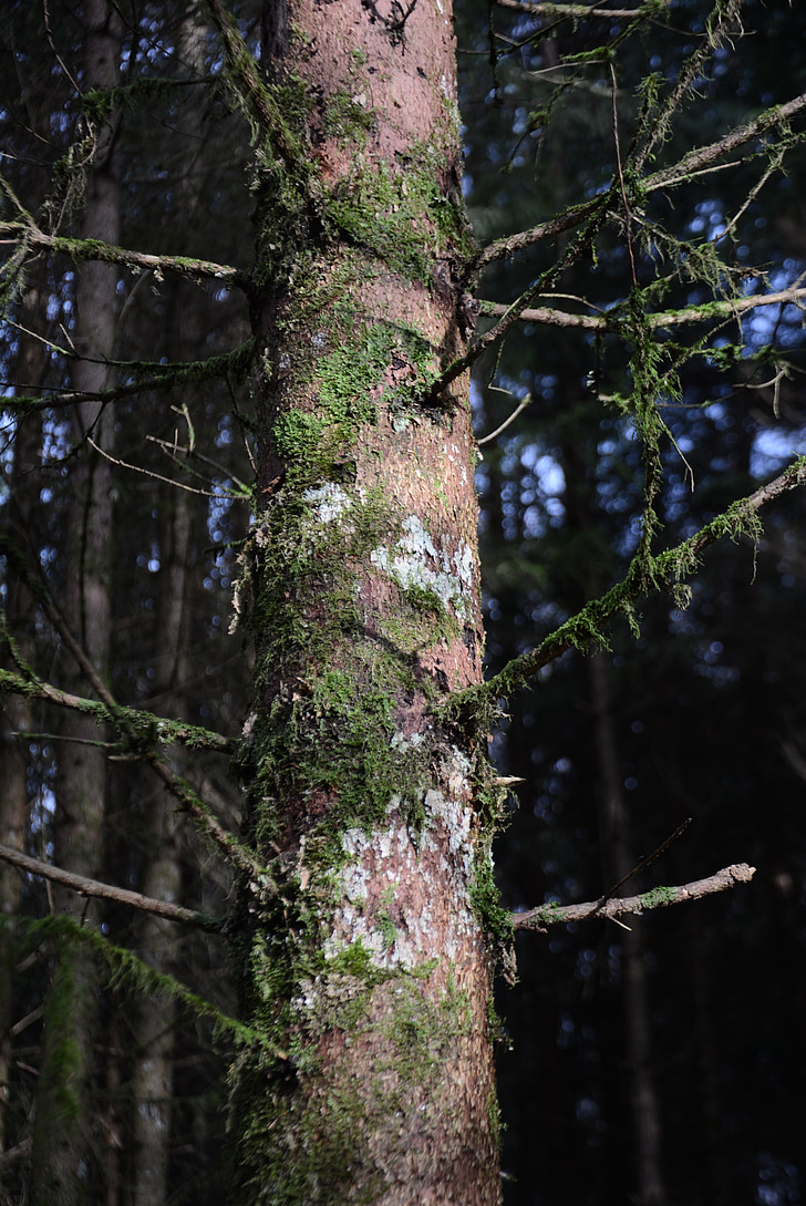 Log, Moss, bark, væver, Tree bark