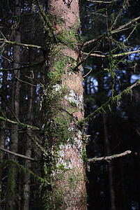 log, moss, bark, weave, tree bark